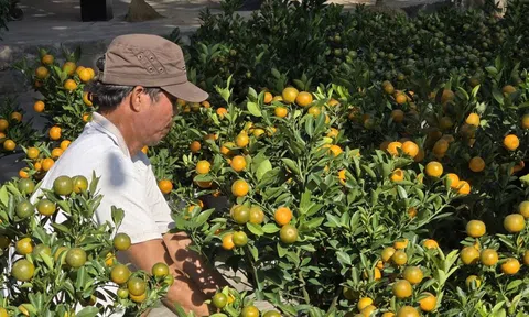 Hoa Tết xuống phố rực rỡ, người mua "ngó nhiều hơn mua"