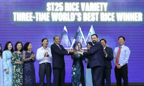 ST25 – Hạt gạo Việt Nam 3 lần chinh phục 'ngôi vương' thế giới