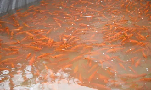 "Thủ phủ" cá chép đỏ tất bật trước ngày ông Công, ông Táo, nhiều hộ thu hàng trăm triệu đồng