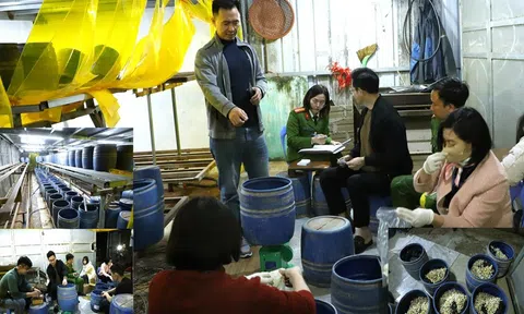 Khởi tố, bắt tạm giam đối tượng sản xuất gần 2,8 tấn giá đỗ bằng chất kích thích tăng trưởng