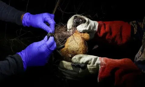 WHO xác nhận ca tử vong do virus Nipah