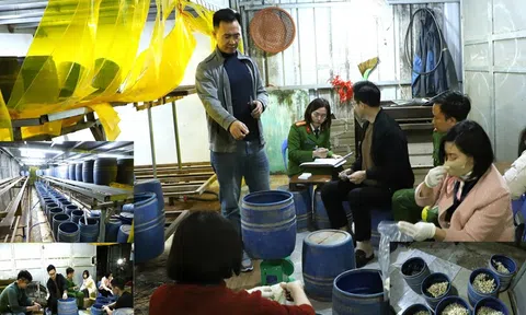 Khởi tố, bắt tạm giam đối tượng sản xuất gần 2,8 tấn giá đỗ bằng chất cấm