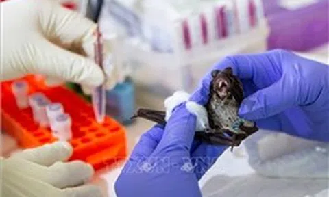 Giới chuyên gia Trung Quốc đánh giá nguy cơ lây lan của virus Nipah