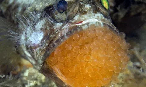 Ăn trứng cá cảnh, 13 người ở Thanh Hóa nhập viện gấp