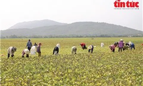 Nông dân vùng Bảy Núi tất bật thu hoạch đậu xanh những ngày giáp Tết
