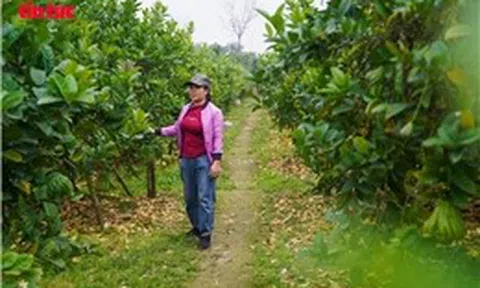 Vựa phật thủ Đắc Sở mất mùa, giá tăng dịp cận Tết