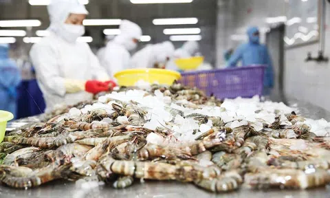 Mỹ giảm mạnh thuế chống bán phá giá với tôm Việt Nam