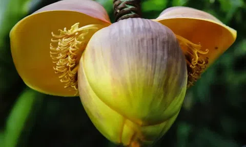 Loại rau xưa “cứu đói”, nay được ví như “nhân sâm của người nghèo” chợ Việt bán nhiều