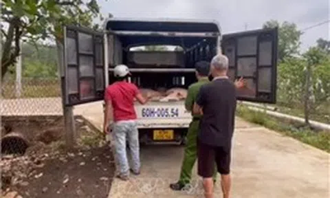 Triệt phá đường dây mua bán lợn giống không rõ nguồn gốc