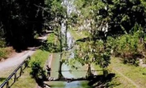 Cầu cây gòn độc lạ ở An Nhơn Tây (TP.HCM), du khách mong đừng ai làm hại cây