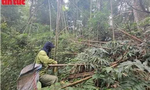 Người dân miền núi Thái Nguyên kiếm bạc triệu mỗi ngày nhờ hái 'lộc rừng'