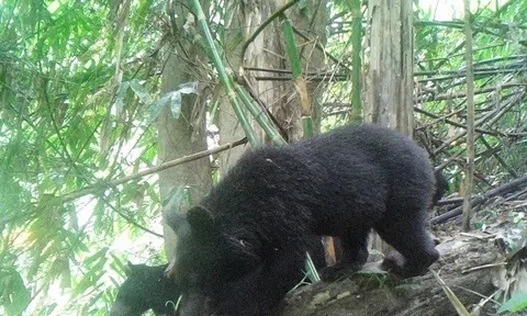 Gấu ngựa xuất hiện nhiều khu vực ở Pù Hu, hé lộ hệ sinh thái đa dạng hiếm có