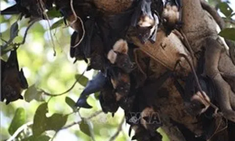 Nghiên cứu Trung Quốc phát hiện thuốc kháng virus có thể ứng phó dịch Nipah