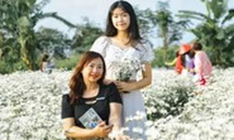 Vườn cúc họa mi trái mùa hút khách check-in giữa lòng Đà Nẵng