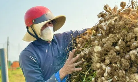 Chạy đua thu hoạch tỏi trên đảo Lý Sơn, nông dân thu tiền triệu mỗi ngày