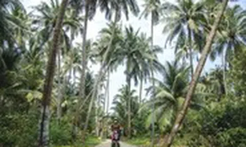 Có một xã đảo rợp bóng dừa đẹp như tranh tại Đà Nẵng