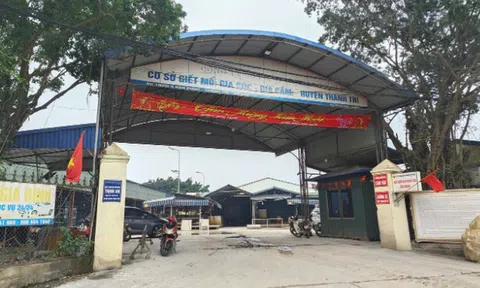 Đường dây “thịt lợn bẩn” 300 tấn tuồn vào trường học: Trạm trưởng "bảo kê" vì lương thấp?