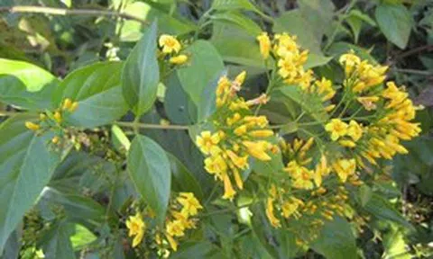 Người phụ nữ 27 tuổi suýt mất mạng vì ăn nhầm lá ngón