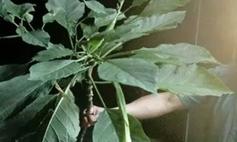 Ăn rau lạ, 3 người trong một gia đình mê man phải nhập viện gấp