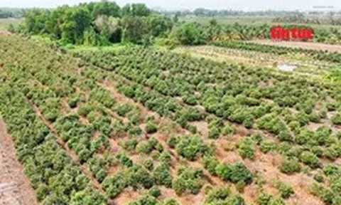 ‘Thủ phủ’ trồng mai ở TP Hồ Chí Minh gặp khó trong vụ Tết 2026