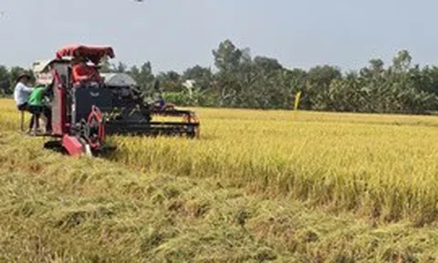 Tái tổ chức chuỗi sản xuất để lúa gạo 'được mùa, được cả giá'