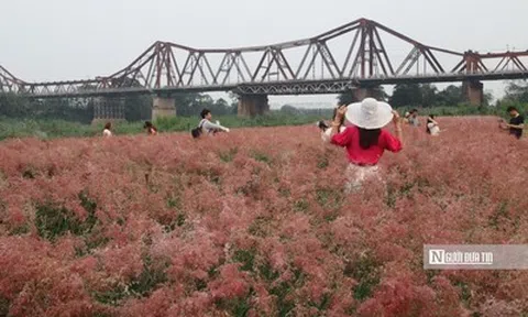 Vườn cỏ hồng dưới chân cầu Long Biên khiến du khách bất ngờ khi đến tận nơi