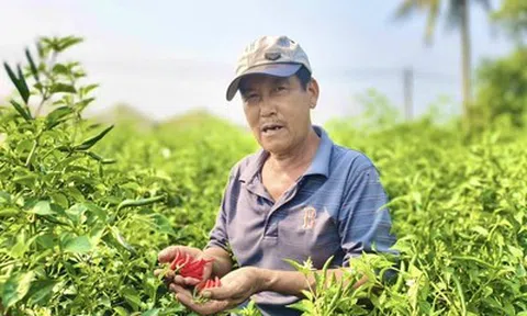 Được mùa mất giá, người trồng ớt Quảng Ngãi “ngồi trên lửa”