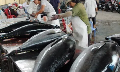 Xuất khẩu cá ngừ sang Canada tăng mạnh