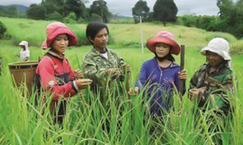 Phân bổ vốn ngân sách tại địa phương để xây dựng nông thôn mới và giảm nghèo bền vững giai đoạn 2026–2030