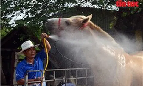 Nghề nuôi ngựa đua vang bóng một thời ở TP Hồ Chí Minh
