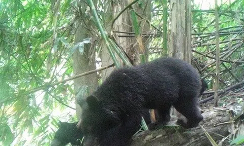 Gấu ngựa xuất hiện nhiều khu vực ở Pù Hu, hé lộ hệ sinh thái đa dạng hiếm có