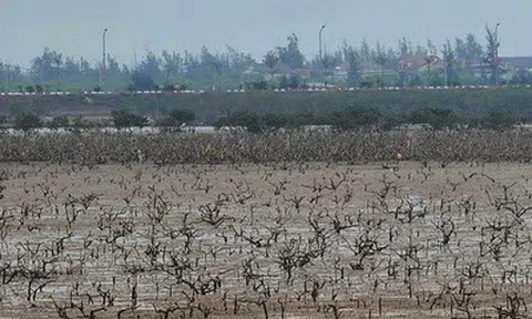 Rừng ngập mặn ở Hà Tĩnh chết bất thường: Đã có kết quả quan trắc môi trường nước