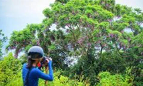 Tháng 4, hoa thàn mát nhuộm tím rừng Sơn Trà