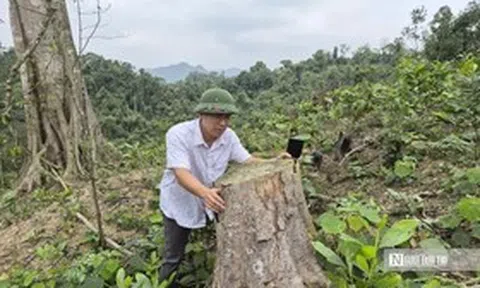 Phá hơn 4.000m2 rừng phòng hộ, hai anh em bị phạt nặng