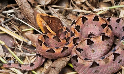 Đi hái điều, người đàn ông 37 tuổi bị con vật "cực độc" tấn công