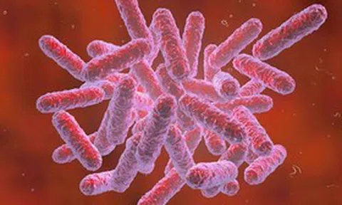 Bộ Y tế khuyến cáo người dân biện pháp phòng bệnh Whitmore