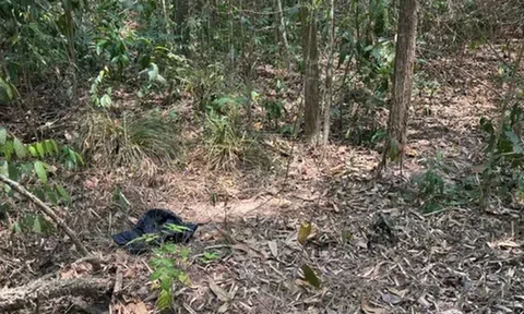 Điều tra vụ phát hiện thi thể nam giới trên bãi đất trống giữa rừng phòng hộ