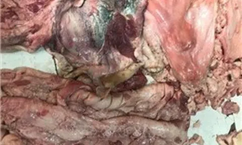 Ngăn chặn kịp thời 500 kg thịt lợn bốc mùi đưa ra thị trường