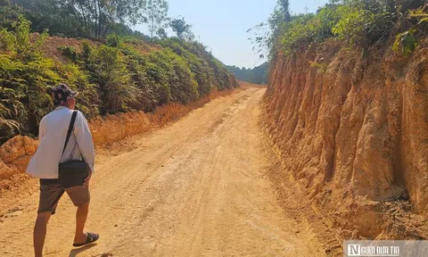 Chủ rừng kiến nghị cho tiếp tục khai thác gần 40ha rừng không hồ sơ pháp lý ở Huế