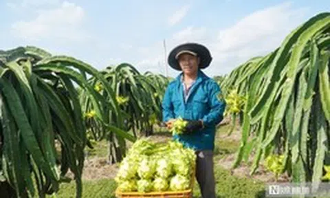 Thanh long Lâm Đồng trước "cuộc sát hạch" khốc liệt của thị trường toàn cầu