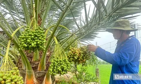 Chà là bén duyên vùng biên, mở hướng canh tác mới