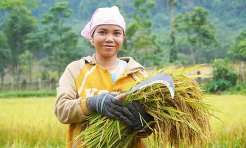 Hành trình làm lúa nước của người Rục sau 65 năm bước ra từ hang đá