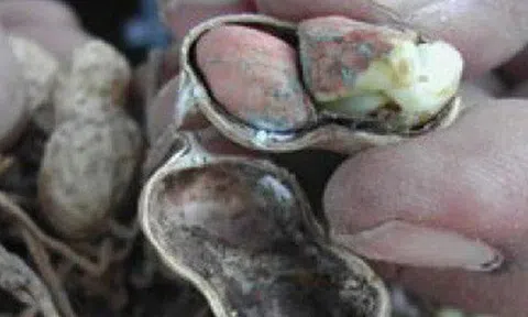 Loại hạt để mốc hại gan, "độc hơn thạch tín", nhiều người không biết vẫn vô tư ăn