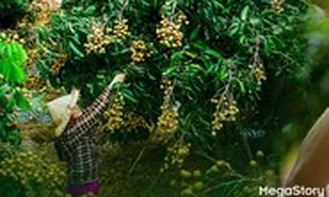 Từ những mùa trái ngọt: Đồng Tháp và hành trình nâng tầm giá trị cho ngành hàng trái cây