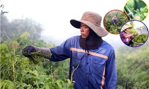 Nhọc nhằn nghề hái rau đọt choại vùng ven TP Hồ Chí Minh