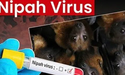 Ấn Độ ghi nhận ca nhiễm virus Nipah tại Kerala