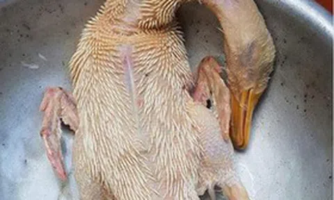 Mẹo nhà bếp cực đỉnh: Thịt vịt hết mùi hôi chỉ sau vài bước, ai ăn cũng khen ngon