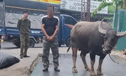 Bắt đối tượng mang ô tô tải đi trộm 4 con trâu ở Phú Thọ