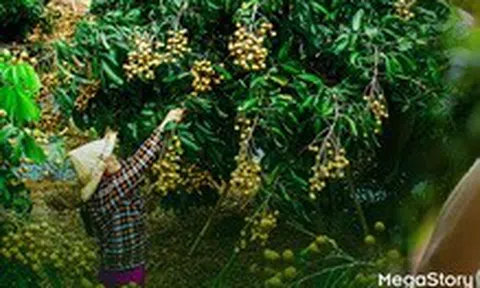 Từ những mùa trái ngọt: Đồng Tháp và hành trình nâng tầm giá trị cho ngành hàng trái cây