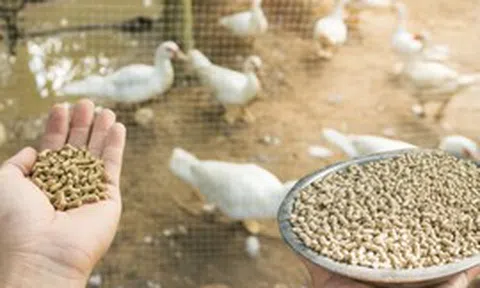 Phạt đến 80 triệu đồng với hành vi sử dụng hóa chất cấm trong thức ăn chăn nuôi